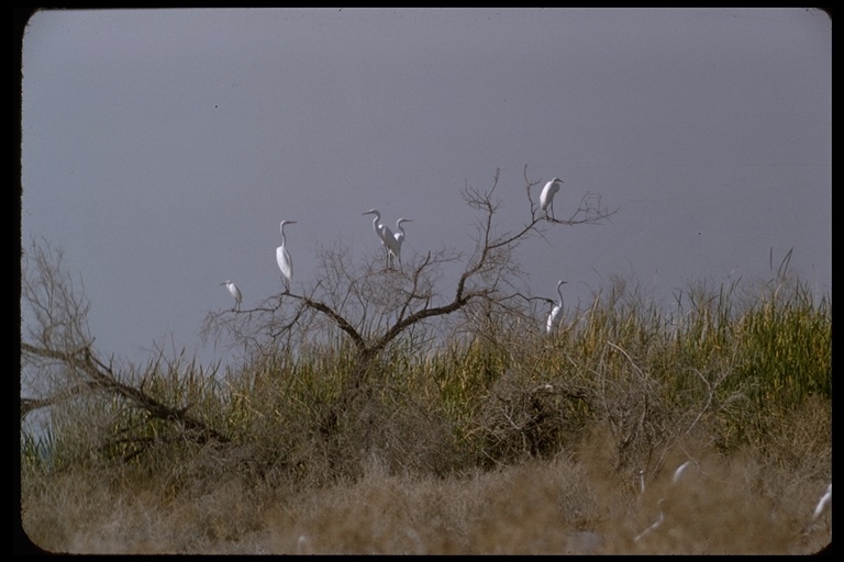 Image of Great Egret