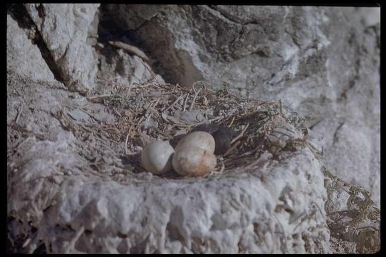 Imagem de Phalacrocorax penicillatus (Brandt & JF 1837)