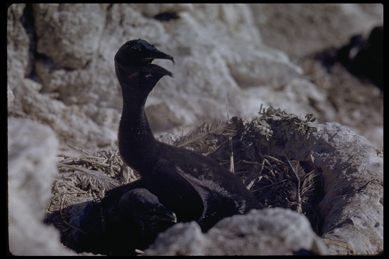 Image of Brandt's Cormorant