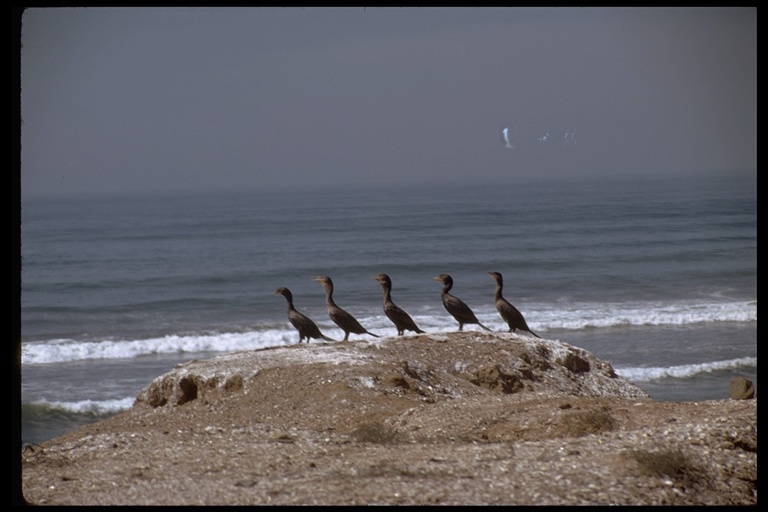 Imagem de Phalacrocorax auritus (Lesson & R 1831)