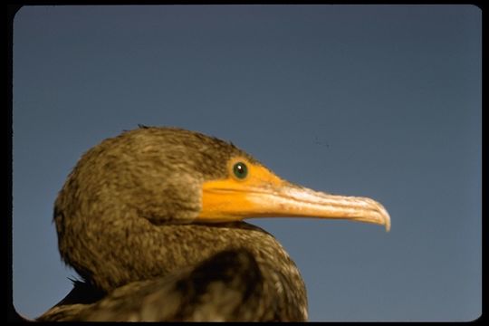 Imagem de Phalacrocorax auritus (Lesson & R 1831)