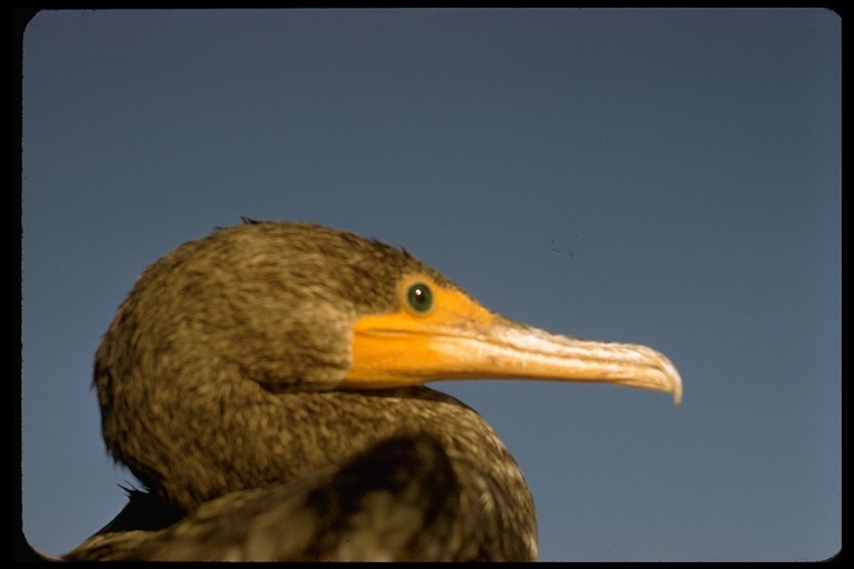 Imagem de Phalacrocorax auritus (Lesson & R 1831)