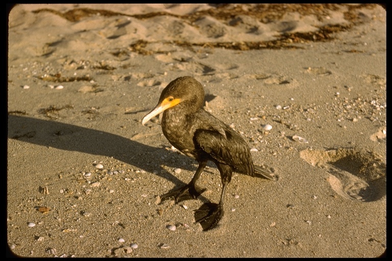 Imagem de Phalacrocorax auritus (Lesson & R 1831)