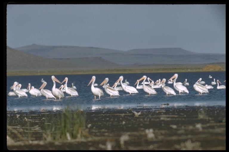 Image of American White Pelican