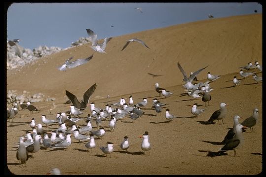 Image of Elegant Tern