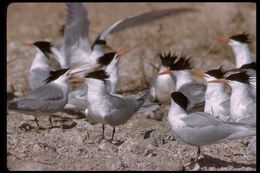 Image of Elegant Tern