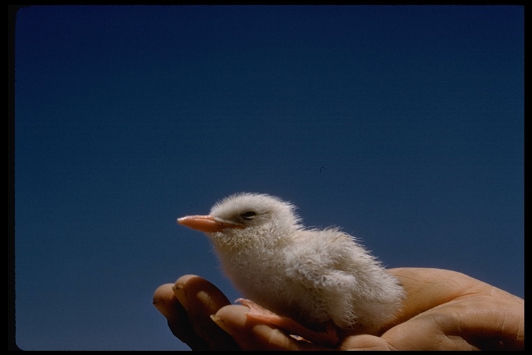 Image of Elegant Tern