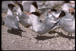 Image of Elegant Tern