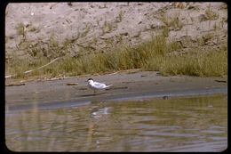 Image of Common Gull-billed Tern