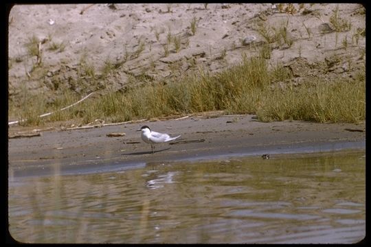 Image of Common Gull-billed Tern