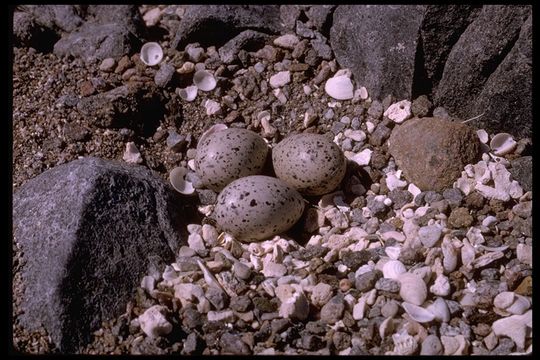 Image of American Oystercatcher