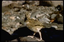 Image of American Oystercatcher