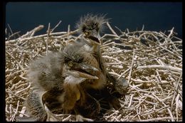 Image of Great Blue Heron