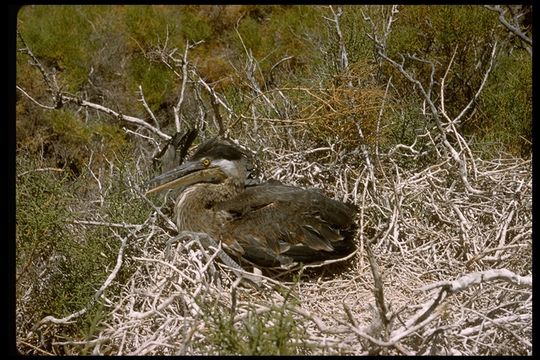 Image of Great Blue Heron