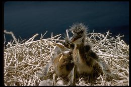 Image of Great Blue Heron