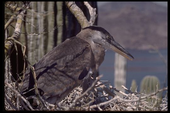 Image of Great Blue Heron