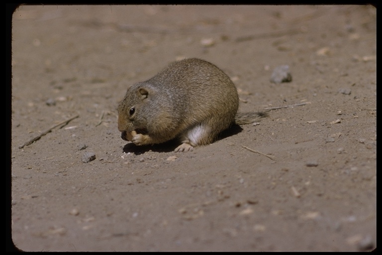 Image of Columbian ground squirrel