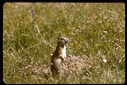 Image of Belding's ground squirrel