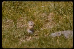 Image of Belding's ground squirrel