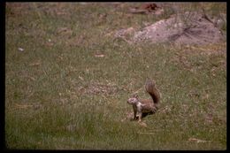 Image of California ground squirrel