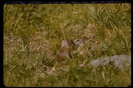 Image of Belding's ground squirrel