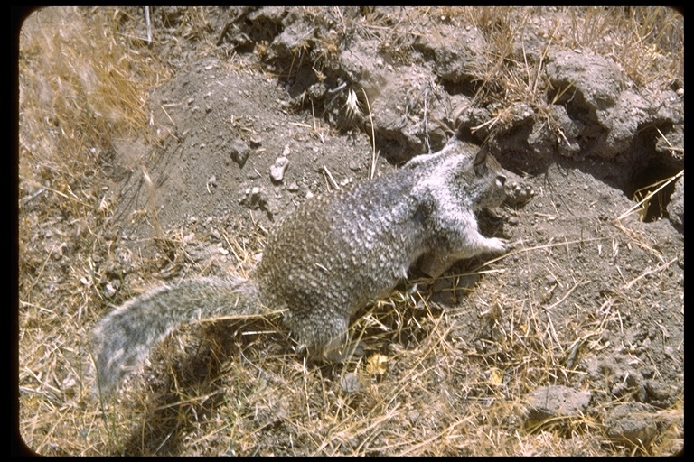 Image of California ground squirrel