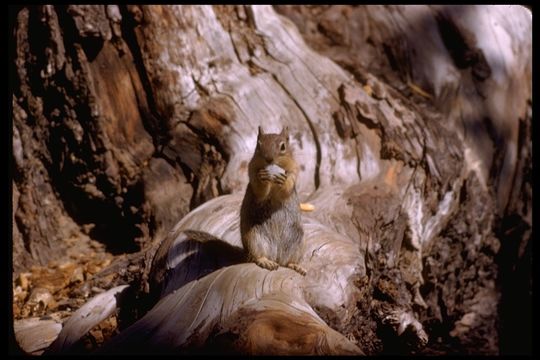 Image of golden-mantled ground squirrel