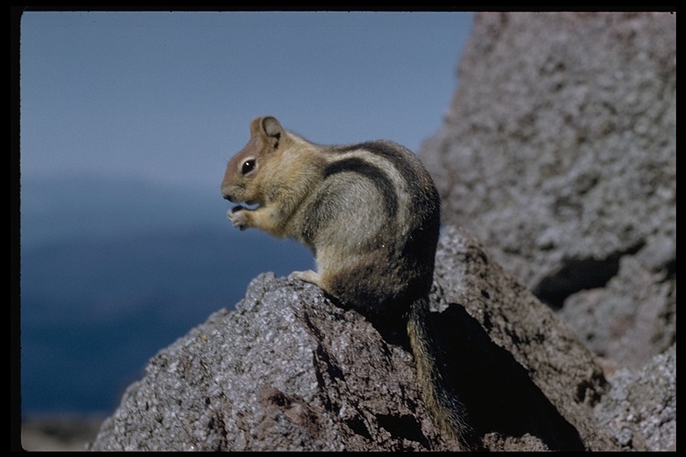 Image of golden-mantled ground squirrel