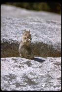 Image of golden-mantled ground squirrel