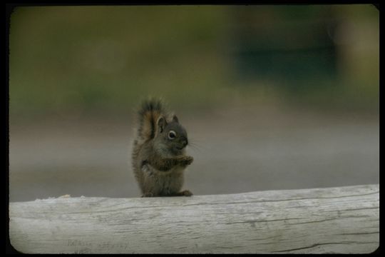 Image of American Red Sqirrel