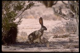 Plancia ëd Lepus Linnaeus 1758