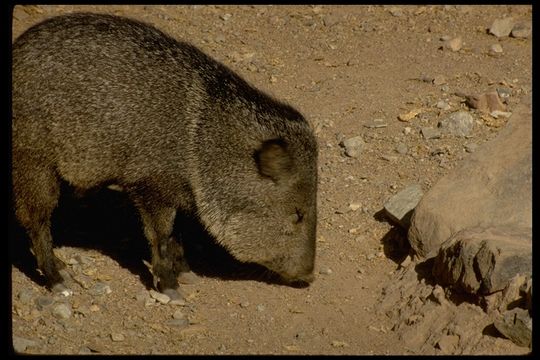 Image of collared peccary