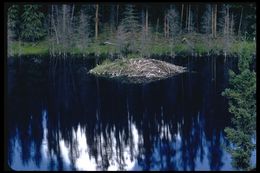 Image de Castor canadensis Kuhl 1820