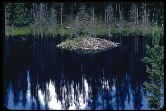 Image of American Beaver