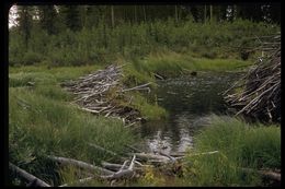 Image of American Beaver