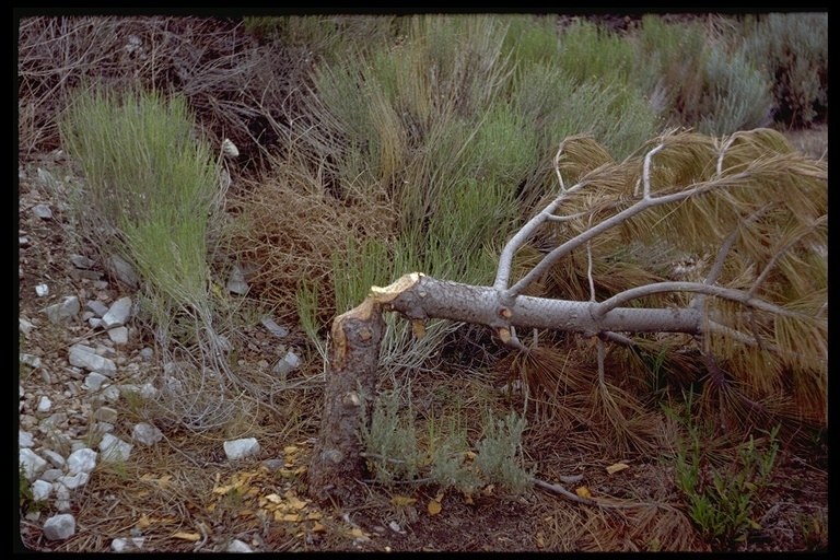 Image of American Beaver