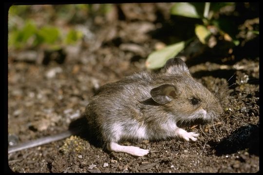 Peromyscus maniculatus (Wagner 1845) resmi