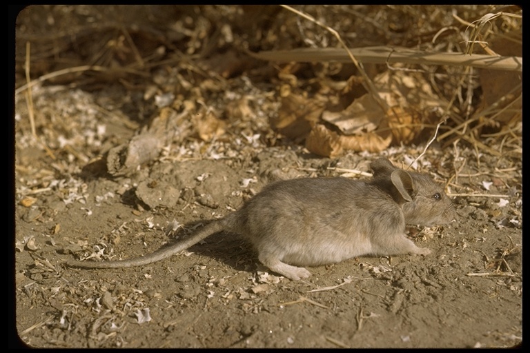 Image of pack rat