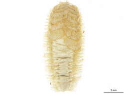 Image of Polynoinae