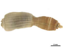 Image of priapulids