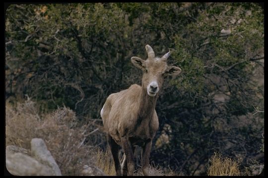 Image of bighorn sheep