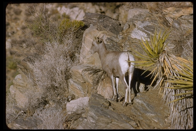 Image of bighorn sheep