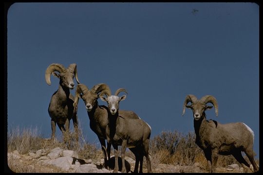 Image of bighorn sheep