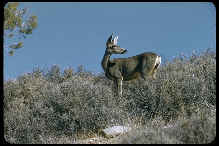 Image of mule deer
