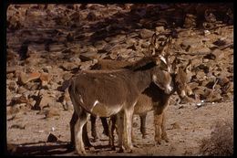 Image of Ass -- Feral donkey