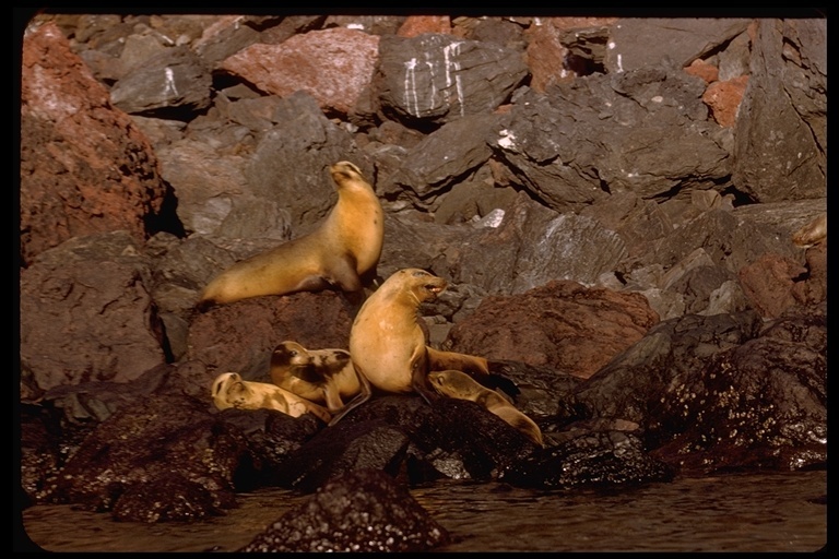 Image of California Sea Lion