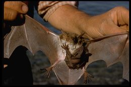 Image of Fisherman Bat