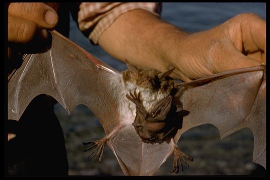 Image of Fisherman Bat