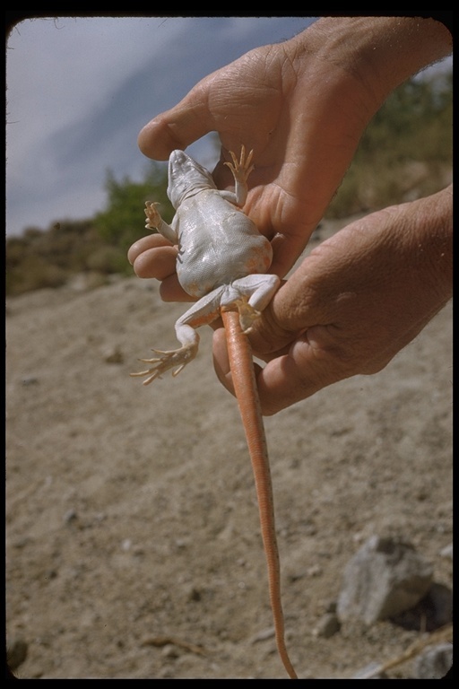 Image de Gambelia wislizenii (Baird & Girard 1852)