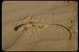 Image of Tiger Whiptail